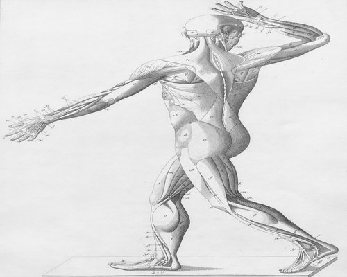 detailed anatomical illustration of human male muscular system